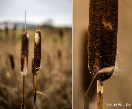 Closeup of dried cattail seed pods with fine detail visible on textured brown surfaces.