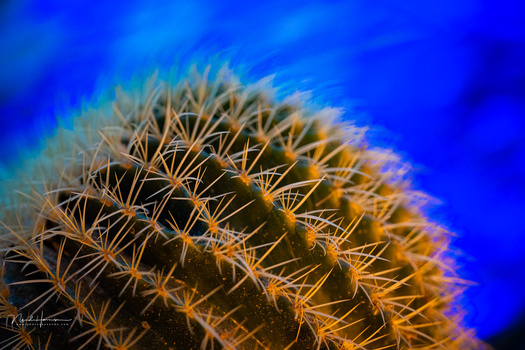 Close-up of a golden barrel cactus with prominent spines against a deep blue background.