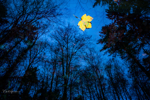 Single yellow leaf suspended against deep blue twilight sky surrounded by silhouetted bare trees.