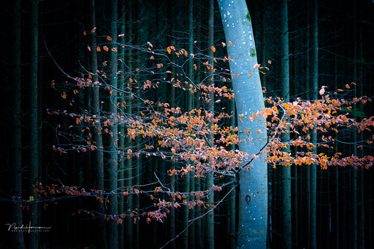 Golden autumn leaves clustered on dark branches in a dense forest with blue-tinted tree trunks.
