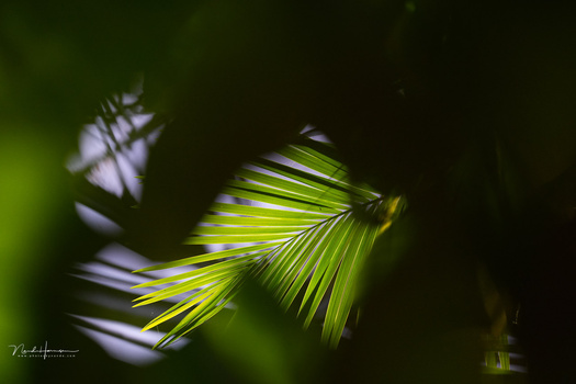 Sunlit palm fronds with selective focus and motion blur against a dark, blurred background.