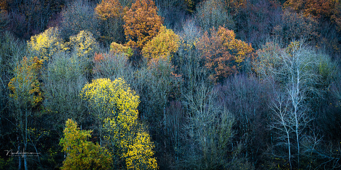 Aerial view of mixed deciduous forest canopy with golden and orange autumn foliage scattered among bare and green trees.