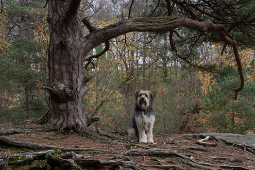 Bearded dog standing alert beneath a gnarled tree with sprawling branches in autumn woodland.