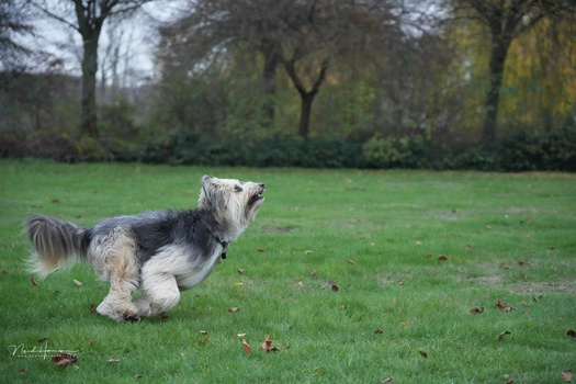 Terrier-type dog with gray and white coat running across a grass field with trees in background.