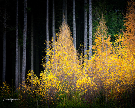 Golden aspen trees glowing among dark evergreen forest in autumn light.