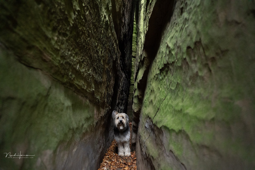 Small white and gray dog standing in a narrow moss-covered stone alleyway between tall walls.