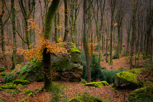 Moss-covered boulders and tree trunks in a dense deciduous forest during autumn.