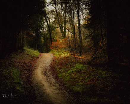 Winding forest path lined with bare trees and golden autumn leaves on the ground.