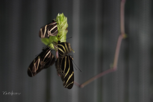 Three zebra longwing butterflies with distinctive black and yellow striped wings perched on a green plant stem.