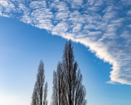 Three tall poplar trees silhouetted against a bright blue sky with wispy white clouds.