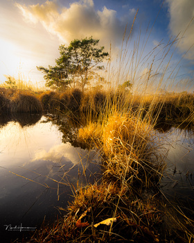 Wetland landscape at golden hour with tall grasses illuminated by warm sunlight, still water reflecting sky, and tree silhouetted against bright clouds.