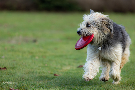 Shaggy-haired terrier with tongue out on grass, shot at eye level.