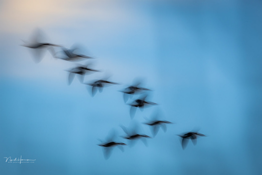 Flock of birds in flight captured with motion blur against a blue sky.