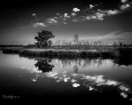 Serene wetland landscape with solitary tree reflected in still water under cloudy sky.