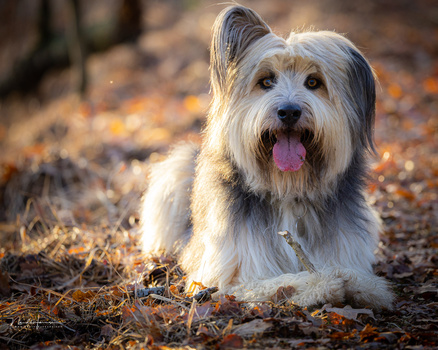 Scruffy white and gray terrier with tongue out, sitting on rocky ground in warm golden sunlight.