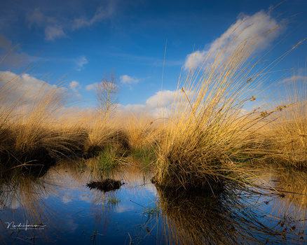 Golden marsh grasses reflected in still water under blue sky with white clouds.
