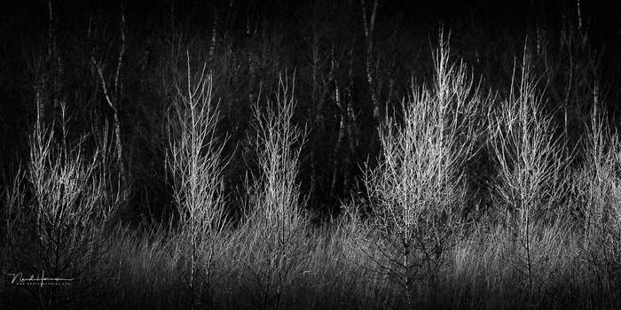 Bare birch trees with delicate branches against a dark forest backdrop in high-contrast black and white.