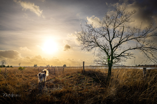 A lone horse stands in an expansive, bare pasture beneath a dramatic golden sunset sky with wispy clouds and a bare tree silhouetted on the right.