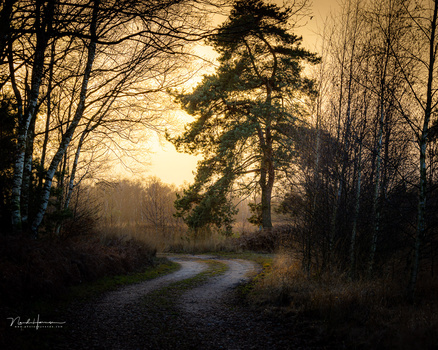 A winding dirt road disappears into a misty forest at golden hour, flanked by bare deciduous trees and an evergreen in the center distance.