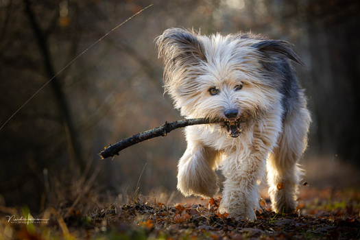 Small fluffy white dog carrying a dark stick in its mouth while standing on ground covered with leaves and debris.