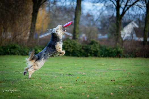Terrier-mix dog leaping through grass while catching a pink frisbee mid-air.