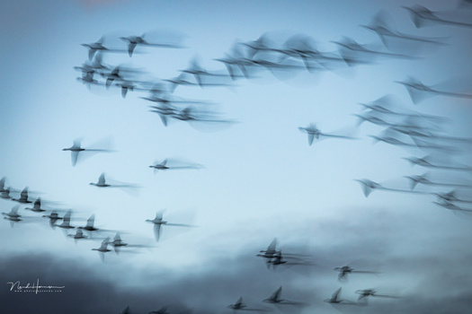Large flock of birds in flight against a pale blue sky, captured with motion blur creating streaking effect.