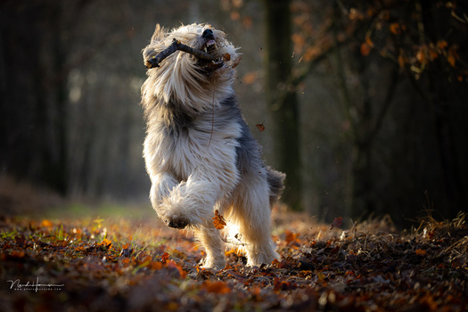 Small fluffy dog with cream and tan coat running toward camera through autumn leaves in a forest.