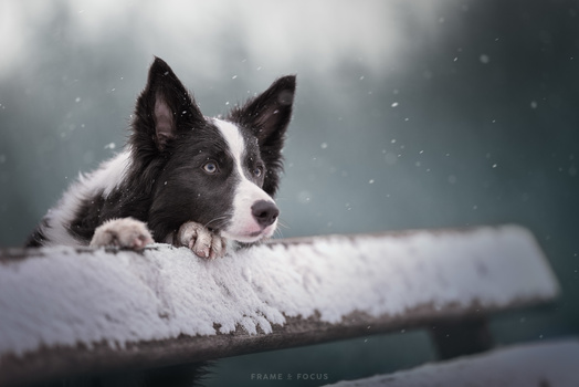 Black and white dog resting on a snow-covered wooden rail during snowfall.
