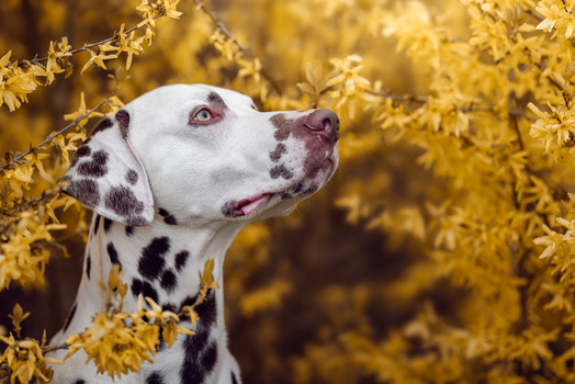 Dalmatian dog looking upward among golden flowering branches.