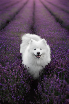 White fluffy dog standing in a lavender field, looking toward the camera.