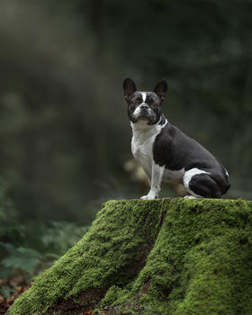 Black and white French Bulldog sitting attentively on a moss-covered rock with blurred green foliage behind.
