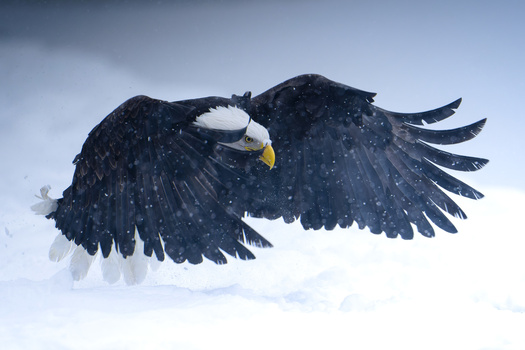 Bald eagle in flight against snowy background with wings fully extended.