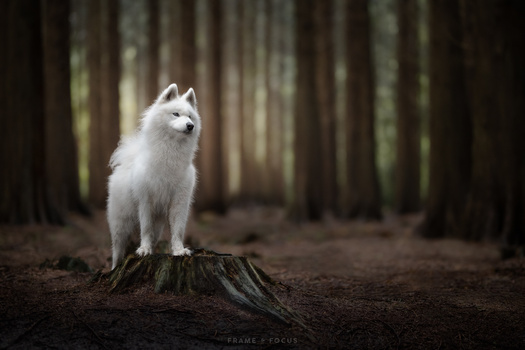 White wolf standing on a tree stump in a dark forest with tall trees in the background.