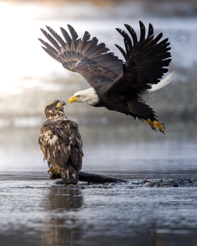 Bald eagle in flight with wings spread above a juvenile eagle standing in shallow water.