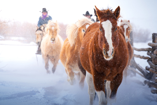 Horses and riders moving through snow-covered landscape in misty conditions.