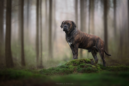 Brown Labrador standing alert on moss-covered ground in a misty forest with tall trees.