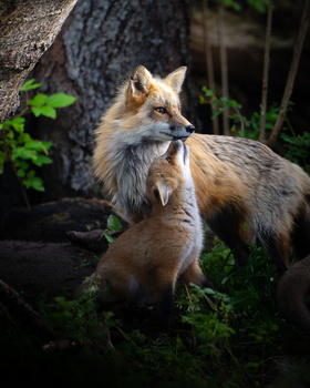 Red fox standing alert in natural woodland setting among grass and tree roots.
