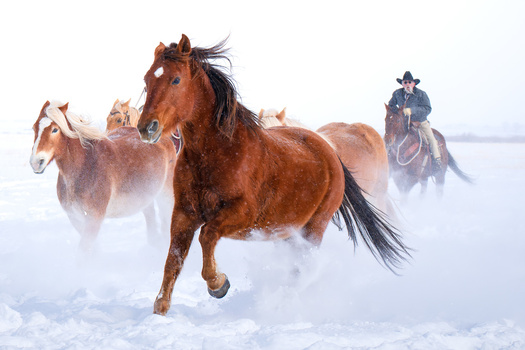 Brown horse galloping through deep snow with a rider on horseback visible in the distance behind it.