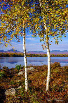 Two white-barked birch trees frame a reflective lake with autumn foliage and distant mountains under clear blue sky.