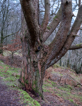 Ancient tree with multiple thick trunks splitting from a single base on a forest path.