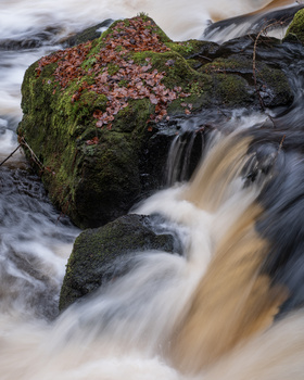 Moss-covered boulder with pink flowering plants in flowing stream water.