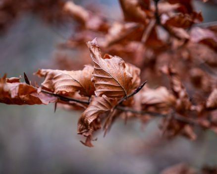 Dried brown flower petals in sharp focus with blurred foliage in the background.