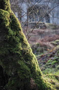Moss-covered tree trunk in sharp focus with bare branches and blurred woodland background.
