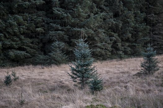 Young evergreen saplings scattered across dormant grassland with dense coniferous forest backdrop.