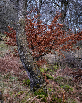 Bare tree with rust-colored foliage against overcast sky in winter landscape.