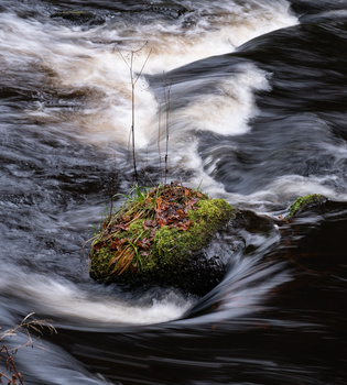 Moss-covered rock with thin sapling in flowing stream water.