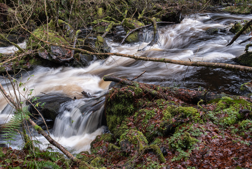 Flowing stream with smooth water cascading over moss-covered rocks and fallen logs in a forested setting.