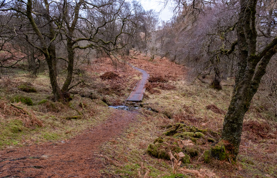 Bare deciduous trees frame a small stream running through a woodland floor carpeted with brown leaf litter.