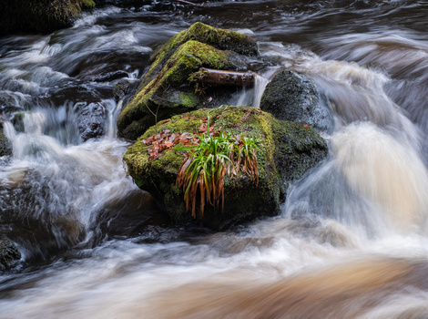 Moss-covered rocks with flowering plants in a rushing stream with long exposure effect.