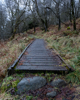 Wooden boardwalk ascending a forested hillside with bare trees and brown undergrowth on either side.